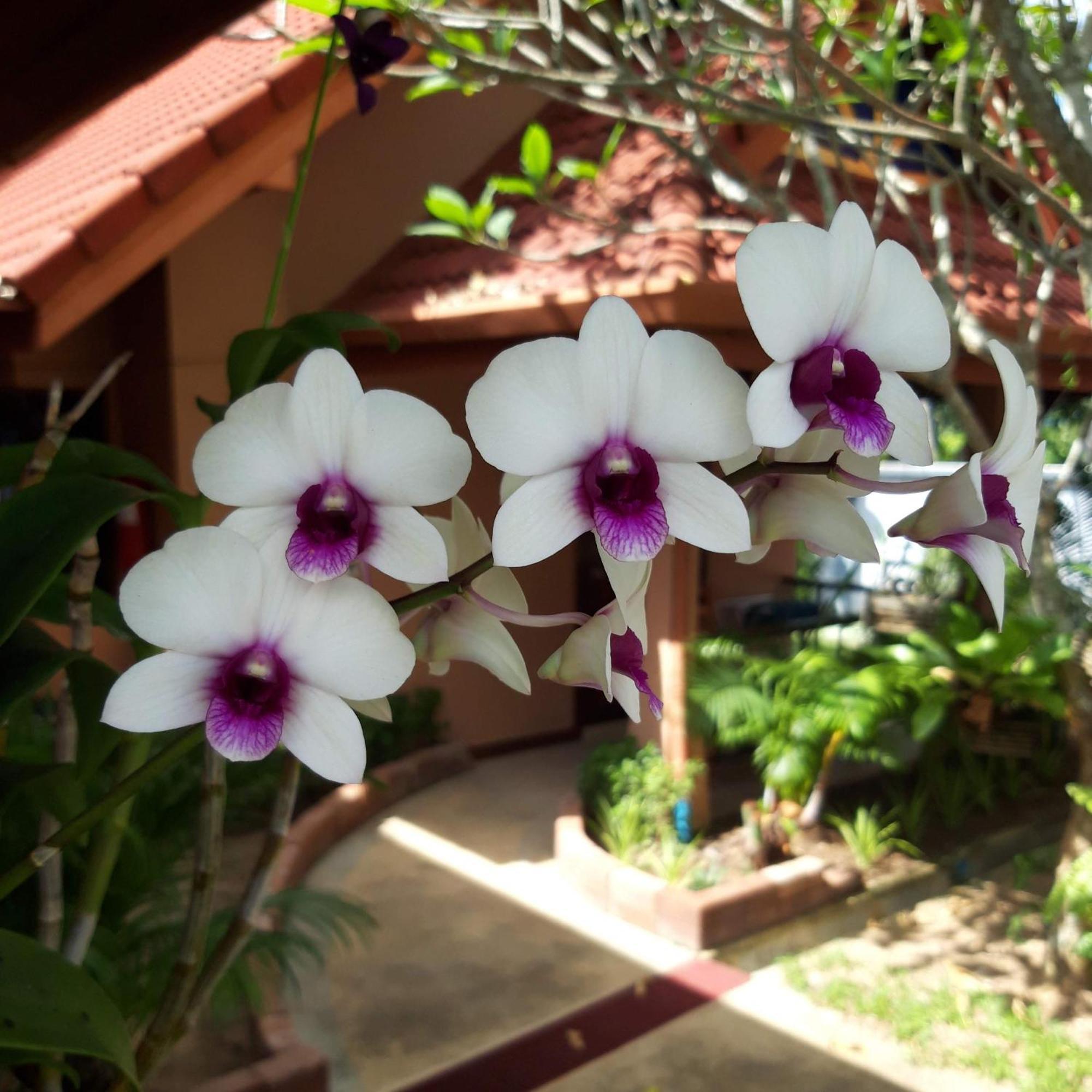 The Pace Phuket Boutique Resort Rawai Εξωτερικό φωτογραφία
